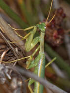 Coptopteryx constricta Rehn 1913 resmi