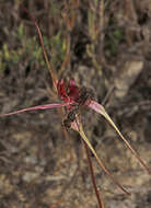 Caladenia formosa G. W. Carr的圖片