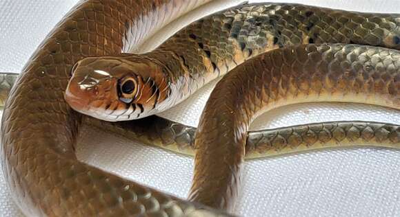 Image of Tholloni's African Water Snake