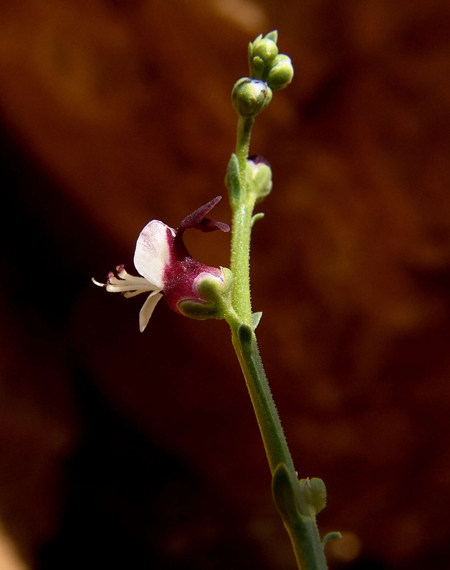 Image of Scrophularia peyronii Post