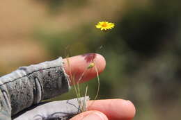 Image of golden chaetopappa