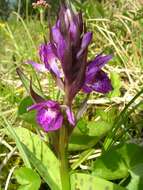 Dactylorhiza traunsteineri subsp. traunsteineri的圖片