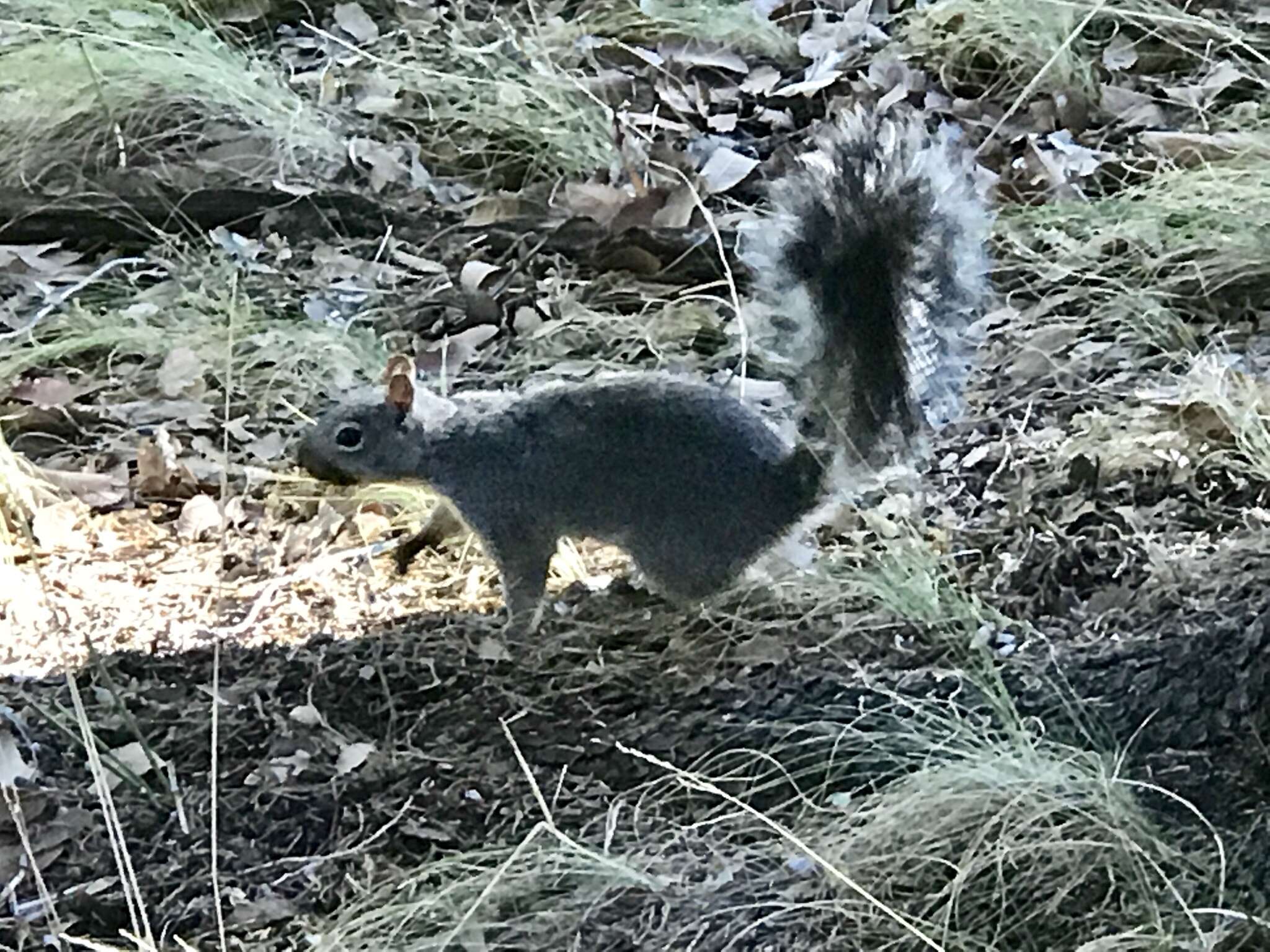 Image of Arizona Gray Squirrel