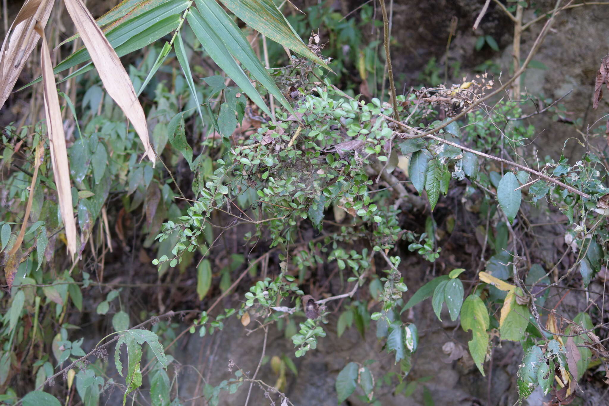 Image of Cudrania cochinchinensis (Lour.) Yakuro Kudo & Masamune