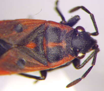 صورة Melanocoryphus tristrami (Douglas, J. W. & J. Scott 1868)