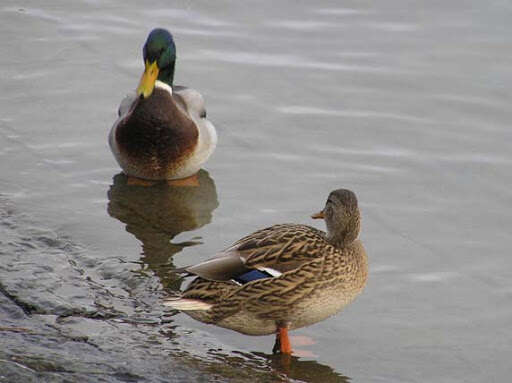 Image of Common Mallard