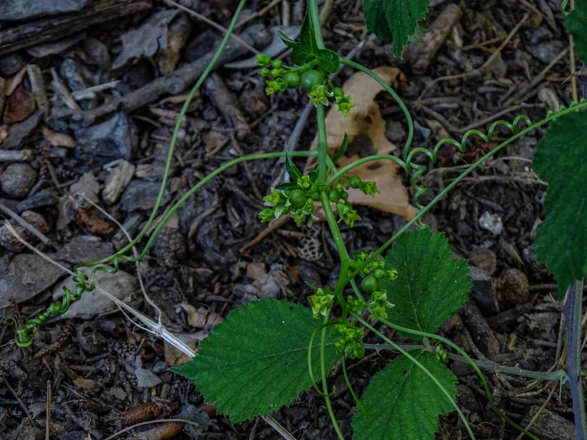 Image of Bryonia cretica subsp. cretica