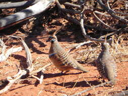 Image of Spinifex Pigeon