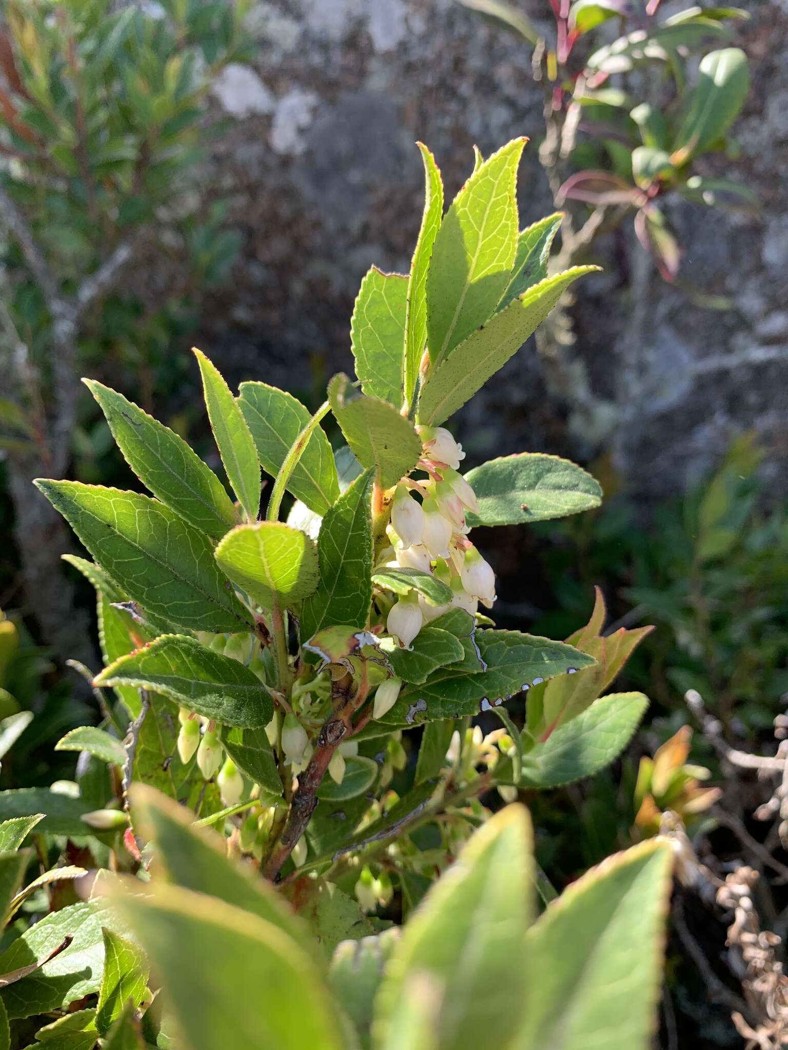 Image of Vaccinium exul Bolus