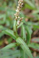 Image of smartweed