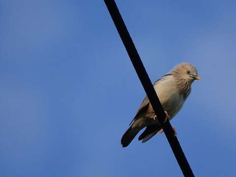 Image of Chestnut-tailed Starling