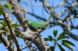 Image of Black-chinned Fruit Dove