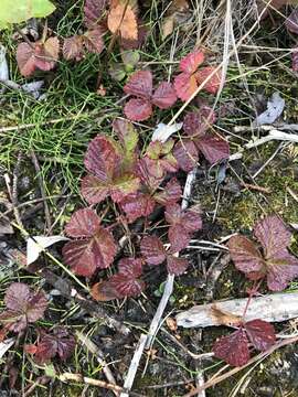 Image of dwarf raspberry