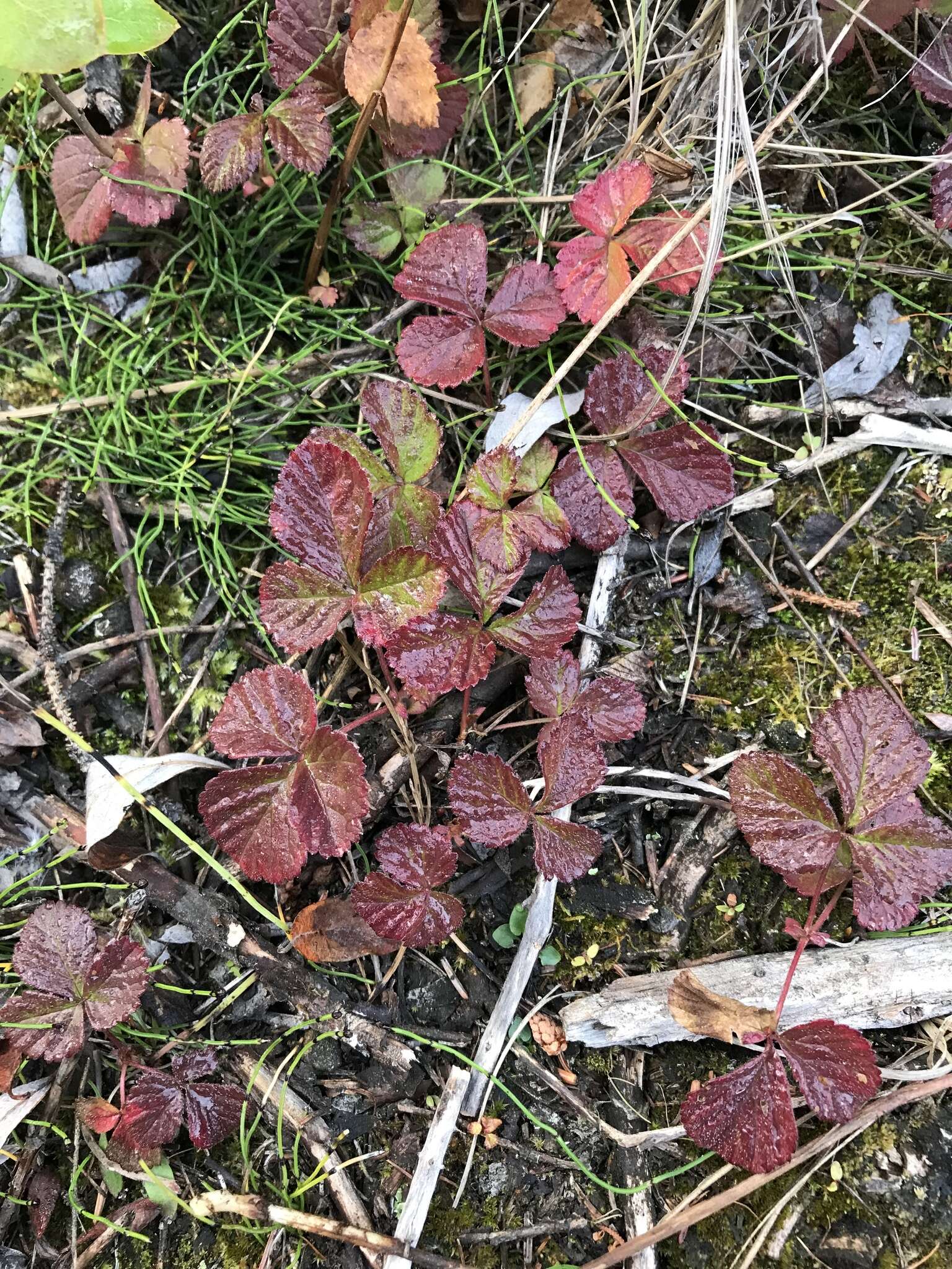 Image de Rubus arcticus subsp. acaulis (Michx.) Focke