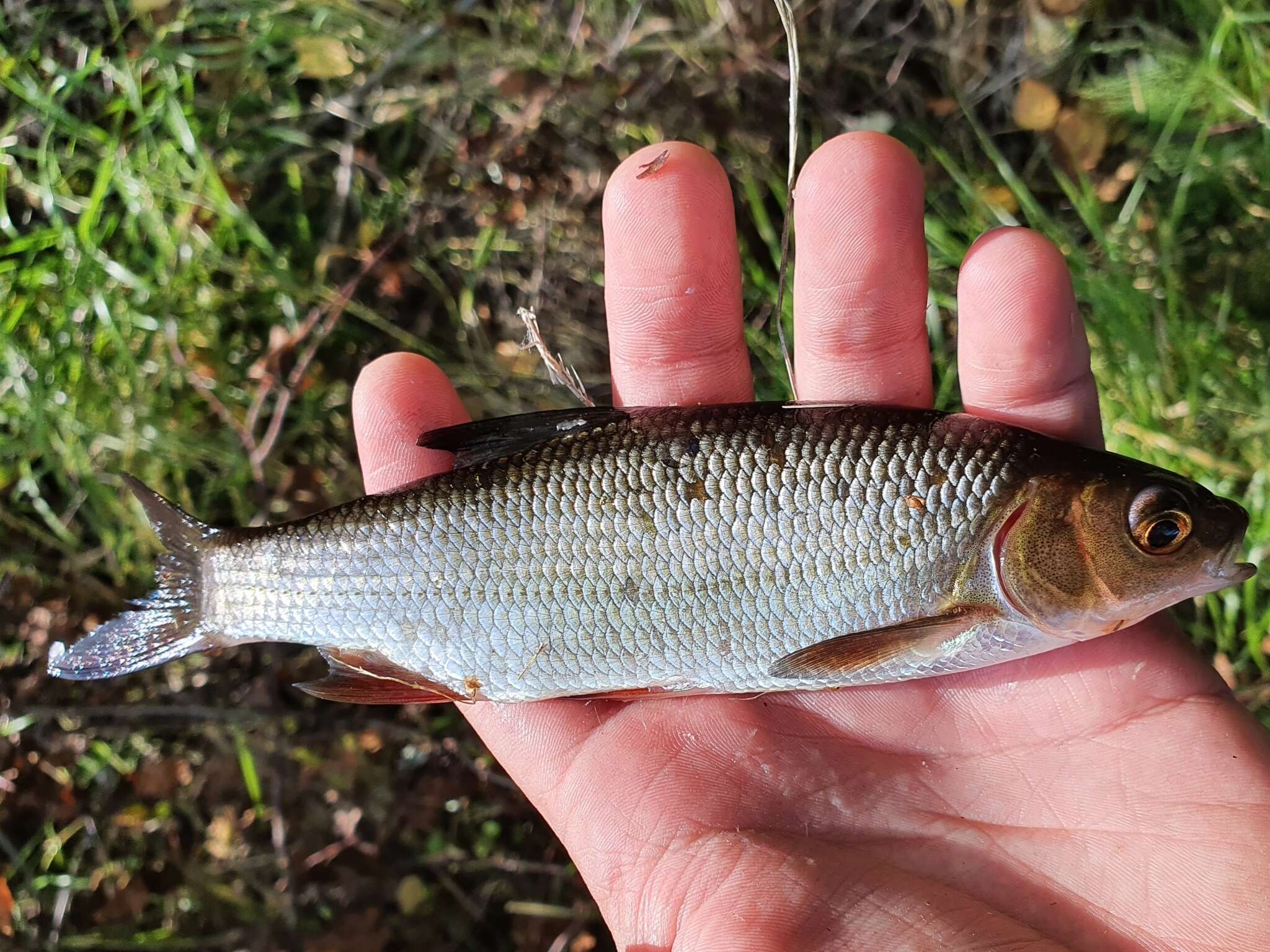 Sivun Säyne kuva