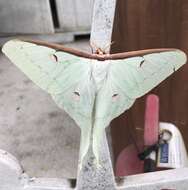 Image of Actias parasinensis Brechlin 2009