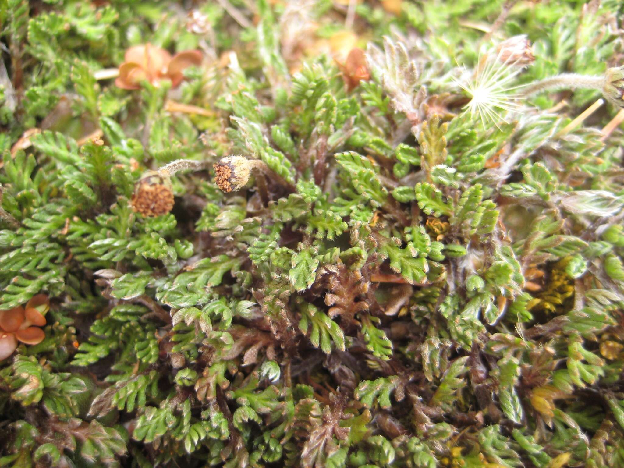 Image of Leptinella pectinata subsp. villosa (D. Lloyd) D. G. Lloyd & C. J. Webb