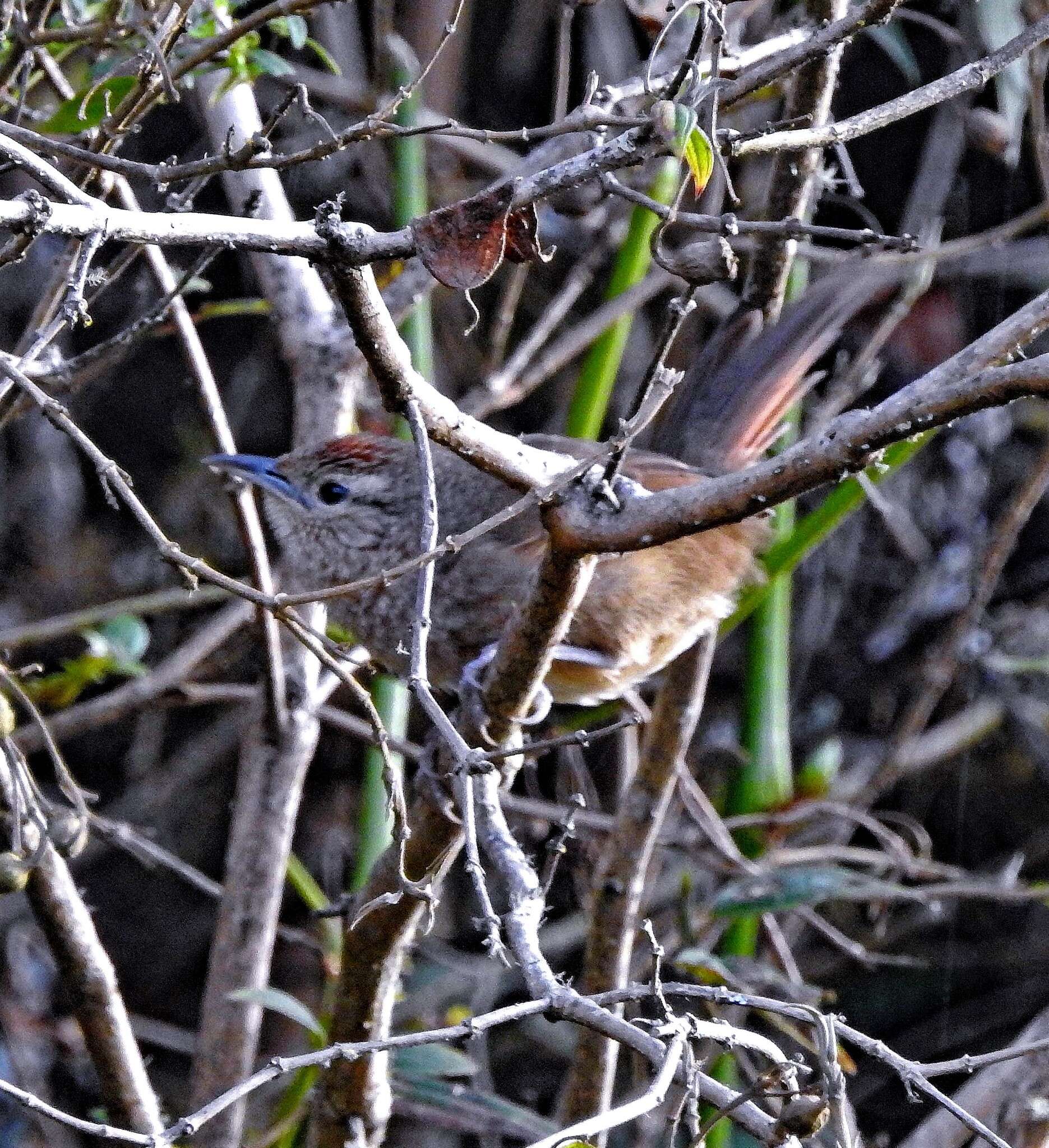 Image of Spot-breasted Thornbird