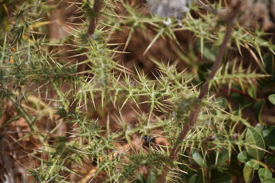 Image of Echinops spinosissimus Turra