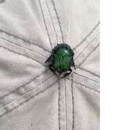 Image of Green Devil Beetle