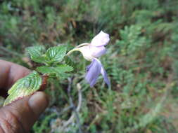 Image of Impatiens burtonii Hook. fil.