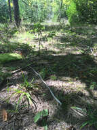 Image of rough hawkweed