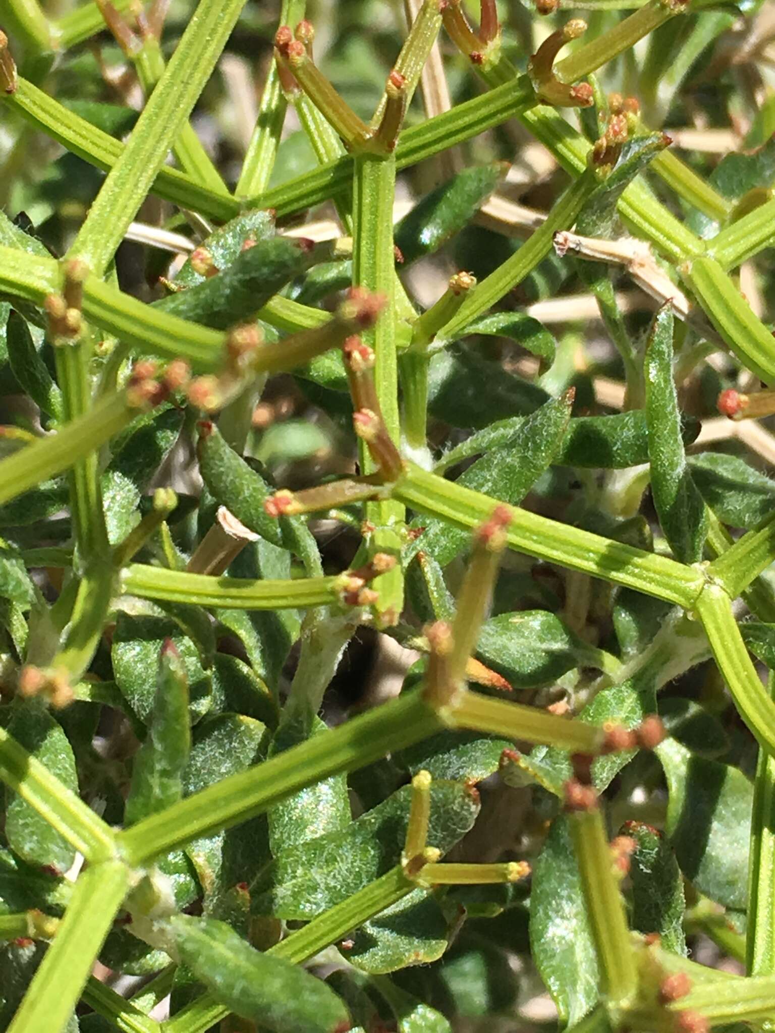 Imagem de Eriogonum heermannii Dur. & Hilg.