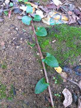 Image of Muehlenbeckia hastulata var. fascicularis (Meisn.) J. Brandbyge