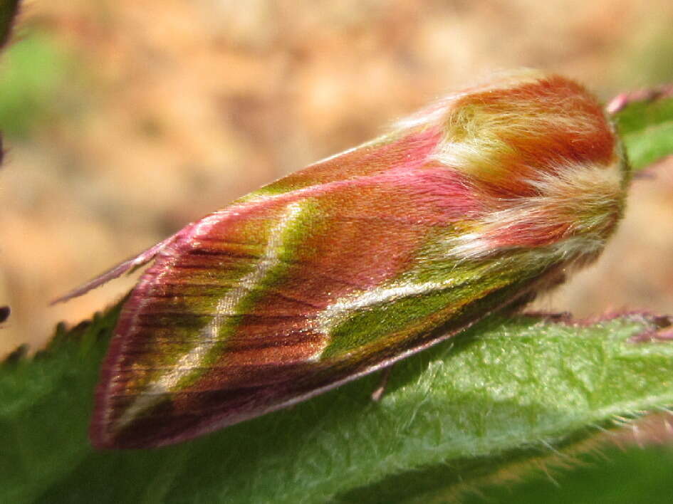 Pseudoips sylpha Butler 1879的圖片