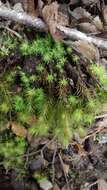 Image of Haller's bartramia moss