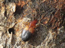 Слика од Singilis (Singilis) bicolor Rambur 1837