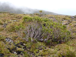 Image of Eucalyptus vernicosa Hook. fil.