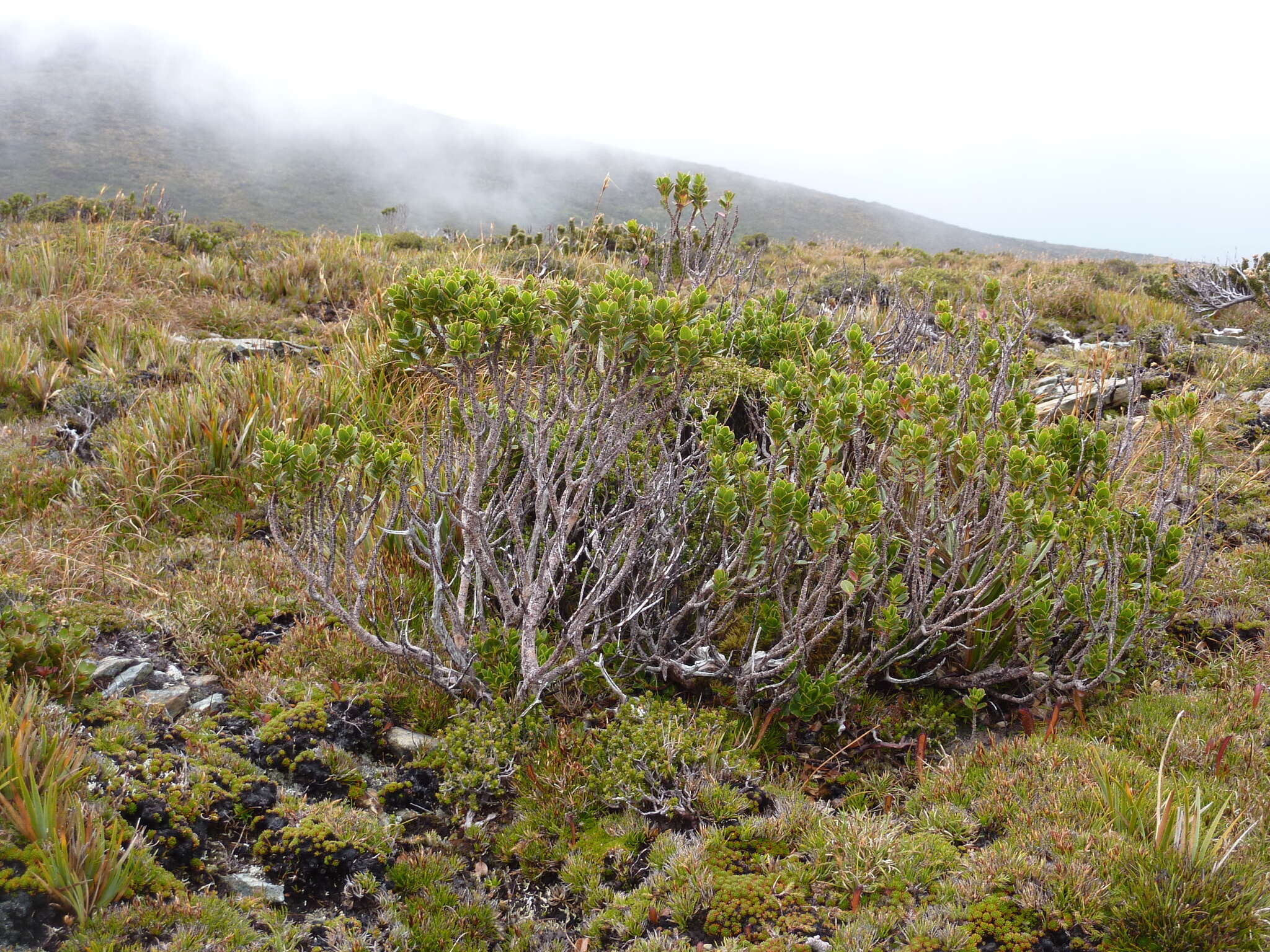 Image of Eucalyptus vernicosa Hook. fil.