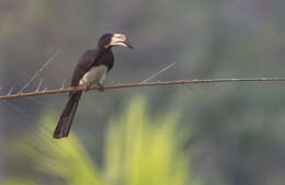 Lophoceros fasciatus (Shaw 1812) resmi