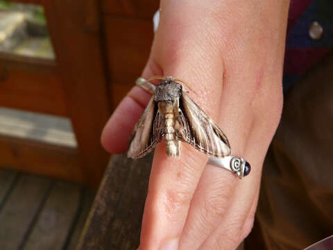 Image of Greater Swallow Prominent