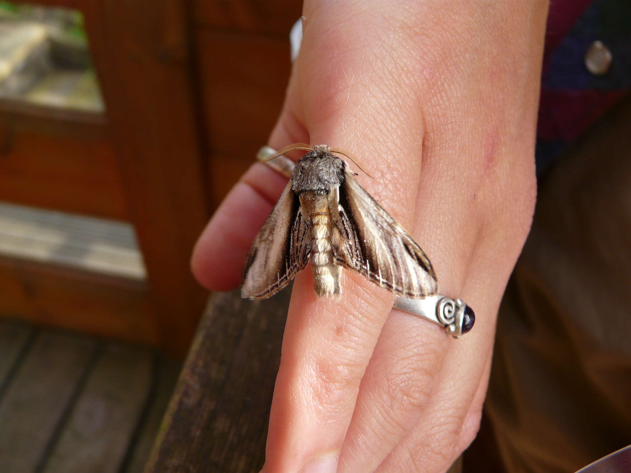 Image of Greater Swallow Prominent