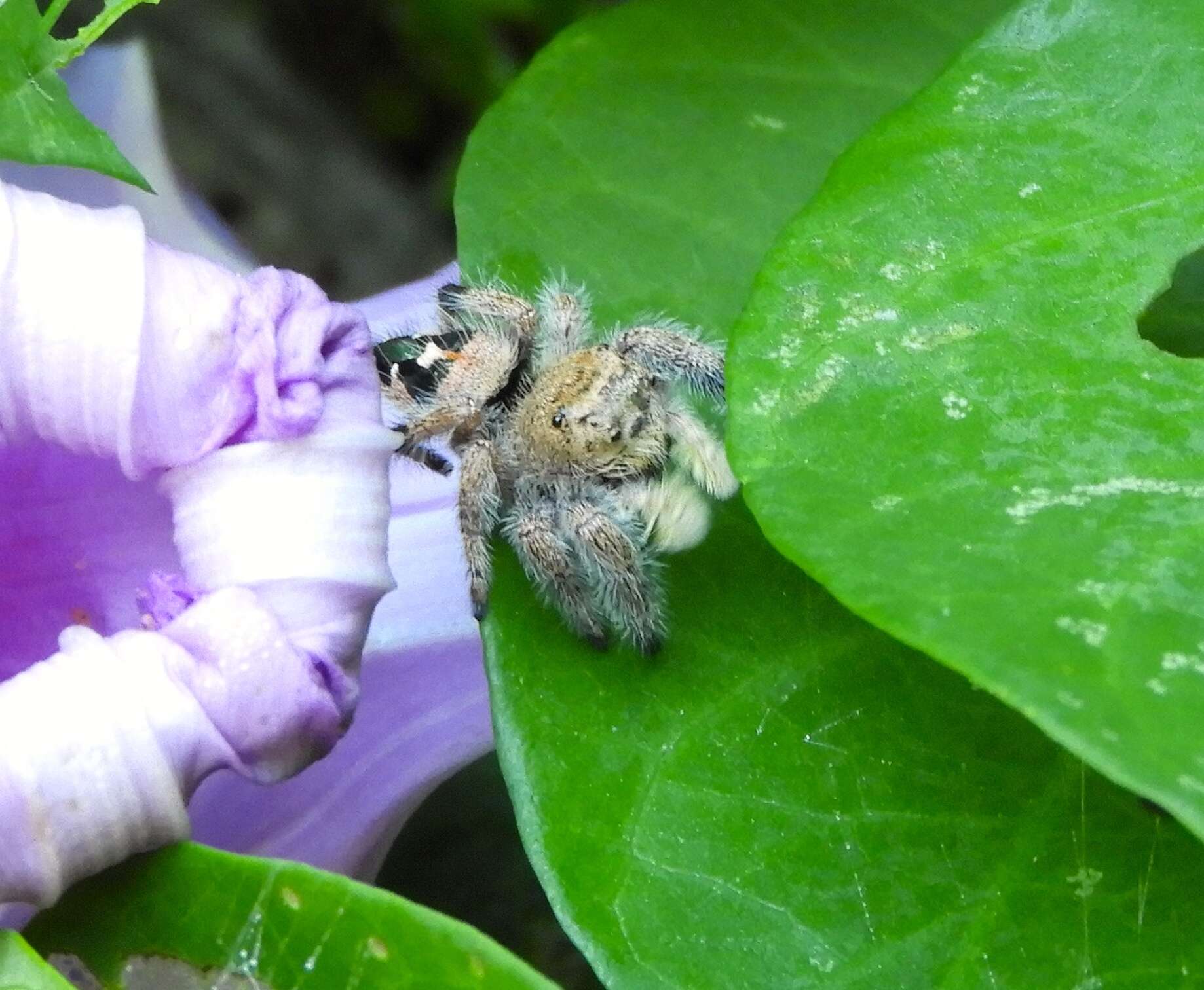 Sivun Phidippus maddisoni Edwards 2004 kuva