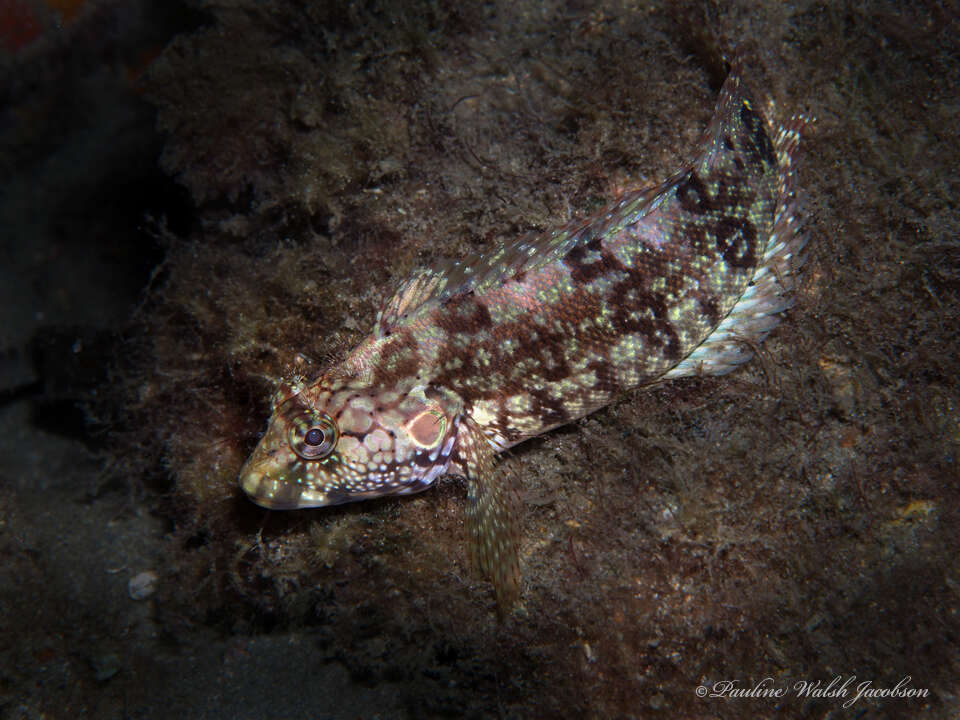 Image of Masquerader hairy blenny