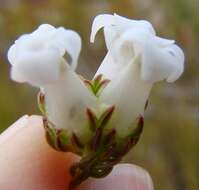 Image of Erica denticulata var. denticulata