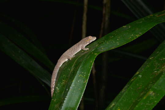 Image of Symmetrical Gecko