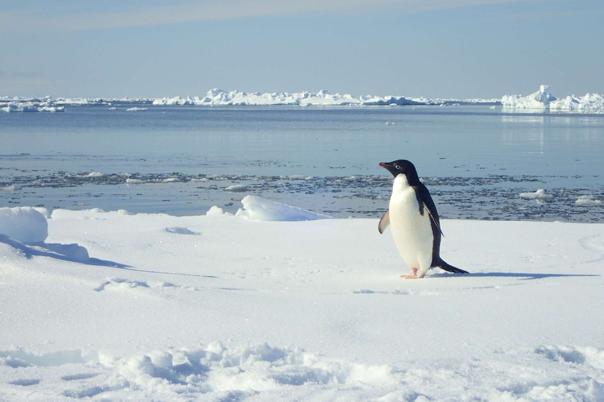 Adelie pengueni resmi