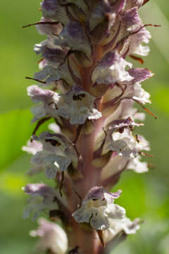 Imagem de Orobanche reticulata Wallr.