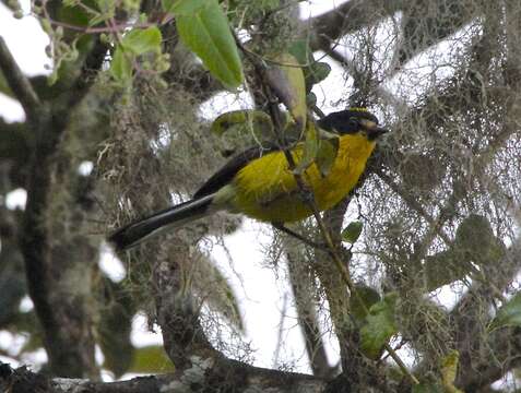 Image of Yellow-crowned Redstart