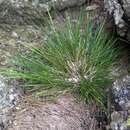 Image de Saxipoa saxicola (R. Br.) Soreng, L. J. Gillespie & S. W. L. Jacobs