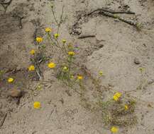 Image of yellow pincushion