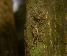 Plancia ëd Mecopus rufipes Heller 1893