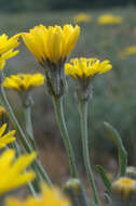 Image of Modoc hawksbeard