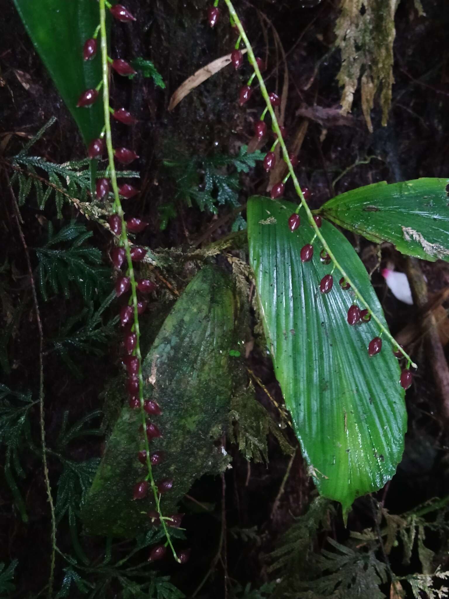 Imagem de Pleurothallis penduliflora Kraenzl.