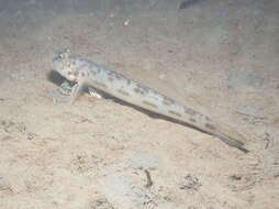 Image of Bay goby