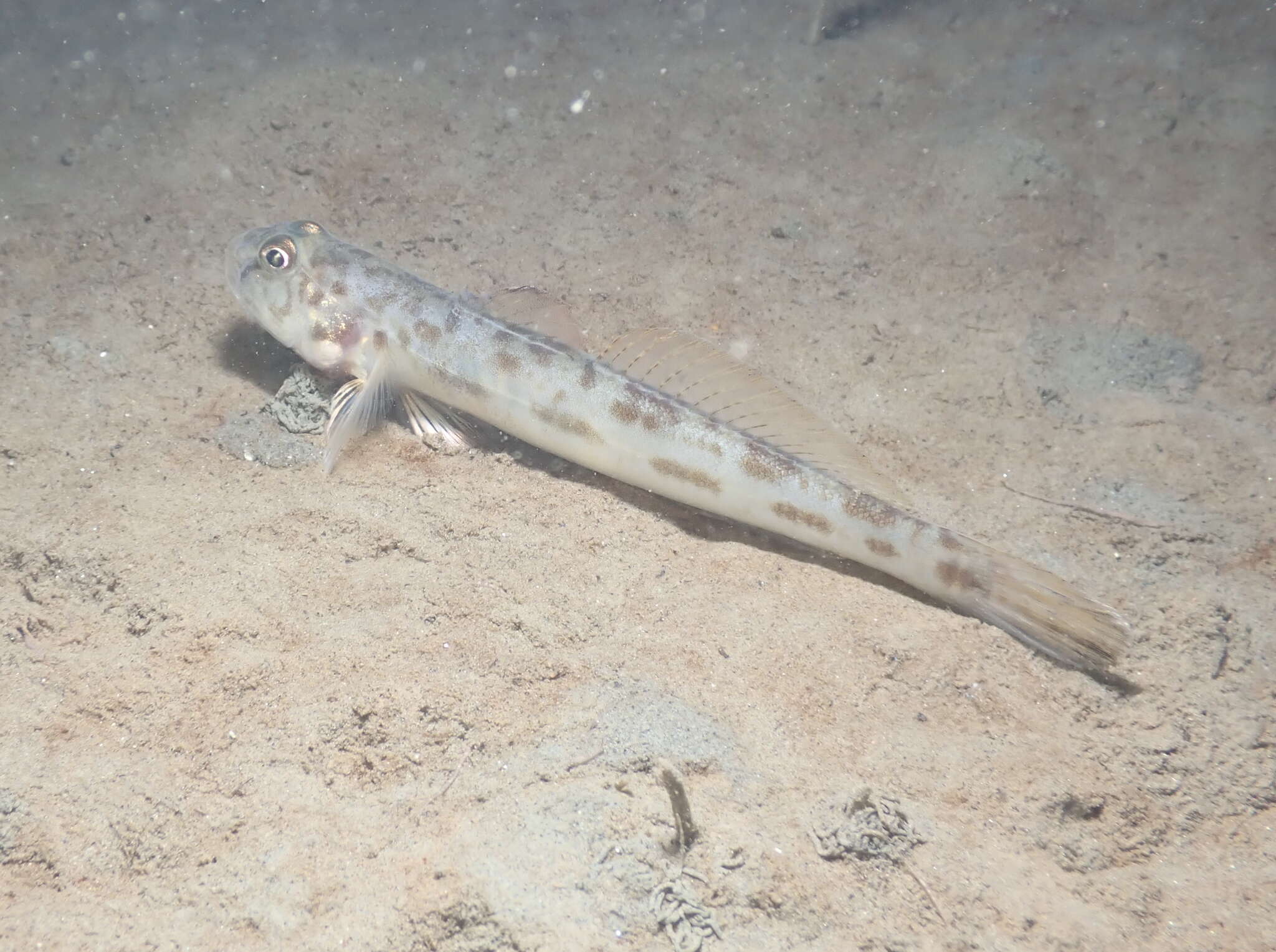 Image de gobie de baie